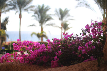 Fototapeta na wymiar Tropical pink flowers