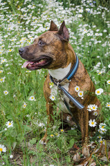 dog in the meadow with chamomile flowers