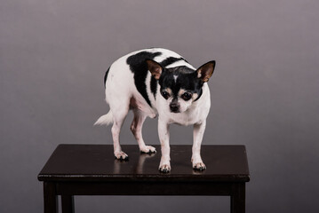 Chihuahua, one or two years old, standing in front of grey background
