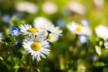 Field white daisies in spring sunlight.Flowering.Blooming chamomile.