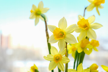 First spring yellow blooming flowers narcissus close up with copy space