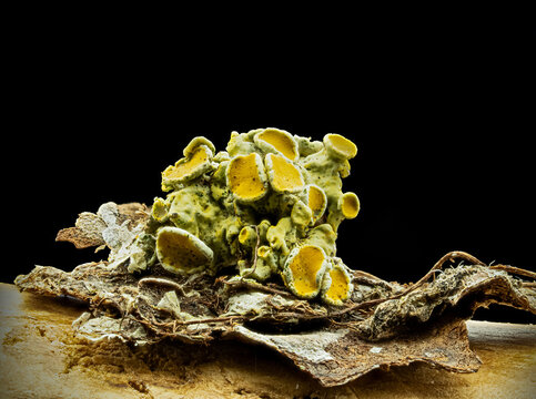 Gelblfechten (Xanthoria parietina) auf einem Ast eines Obstbaumes im Garten als Makrostack fotografiert.