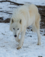 wolf, weiß, tier, hund, schnee, winter, arctic, wild, säugetier, natur, wild lebende