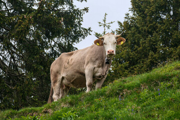cow in a meadow in Bavaria