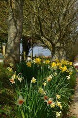 Spring Daffodils, Jersey, U.K. Rural landscape.