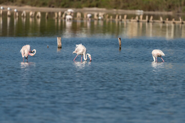 Naklejka premium Pink Flamingo on the salt lake in an early winter morning, Atlit, Israel. 
