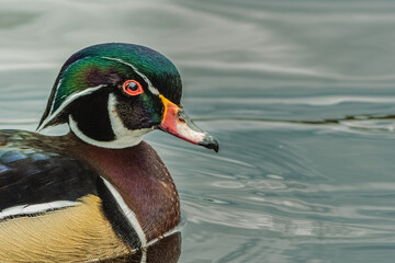 2021-03-19 A WOOD DUCK ON LARSEN LAKE IN BELLEVUE WASHINGTON