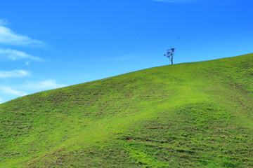 Lonely tree at the top of a green hill
