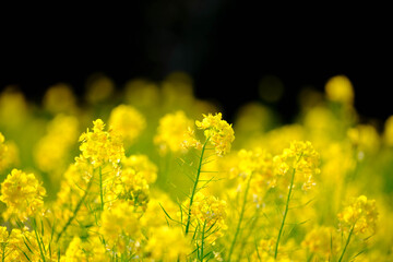 早朝の名の花畑。朝日が昇り黄色の菜の花が黄金色に輝く。春が近い１日の始まり