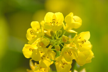 早朝の名の花畑。朝日が昇り黄色の菜の花が黄金色に輝く。春が近い１日の始まり。