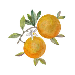Branch with oranges and a flower isolated on a white background. Drawn with watercolors and pencils.