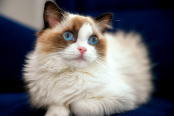 A beautiful Ragdoll cat in the show / breeding type
