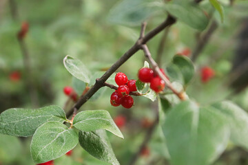 Closeup of ripe red buffaloberries on a shrub branch