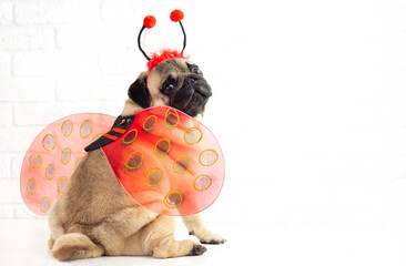 Funny  smiling  pug dog  in ladybug costume sits on white background with copy space for text . greeting card ,advertising concept . Pug dog in funny  halloween costume . Spring  easter  concept  © Tetiana