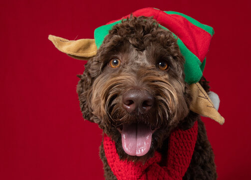 Portrait of an aussiedoodle dog wearing an elf hat