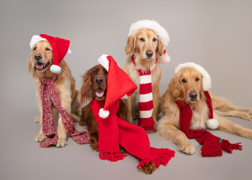 Golden retrievers and Irish Setter dogs dressed in Christmas hats and scarves