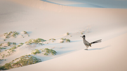 Roadrunner standing in Mesquite Flat Sand Dunes, Death Valley, California, USA
