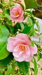 pink rose in garden