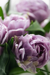 Obraz premium Close up purple tulips photo. Spring concept. natural girly background. flowers design. Slow living mindful life
