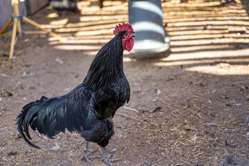 Black iridescent rooster crows 
