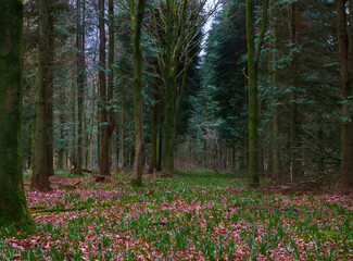 mist glowing through a sun lit tree lined boulevard tunnel