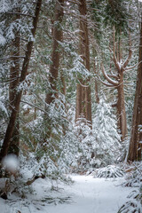 Snowy old growth cedar forest