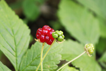 Tiny dwarf wild raspberries grow on the forest floor