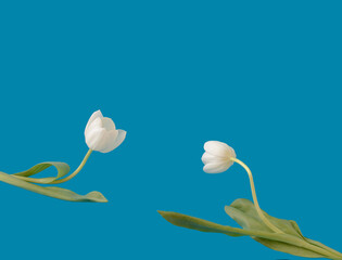 Obraz premium Two white tulips flowers have an interaction in the air on a blue background. Connecting people inspiration. Minimal spring concept.