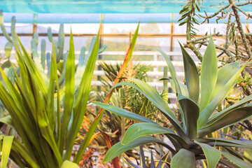 Group of decorative cacti succulents agave inside the greenhouse in the tropical botanical garden among the massive stones. A conservatory glasshouse. Nature background. Cinematic filter.