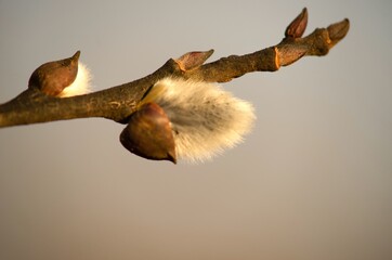 Cats are one of the symbols of spring and Easter. Typically, they are twigs of the willow, with partially budding buds - flowers