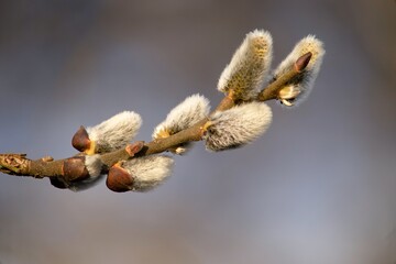 Cats are one of the symbols of spring and Easter. Typically, they are twigs of the willow, with partially budding buds - flowers © venars.original