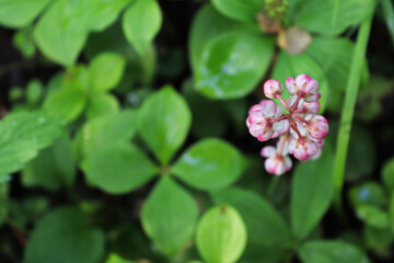 Obraz premium Looking down a pink wintergreen flower stem