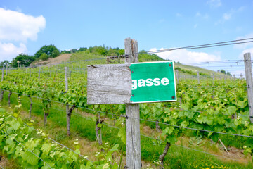 German sign in vinyards