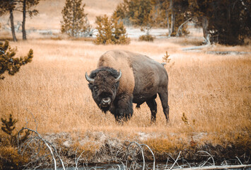 american bison in park national park © Brett