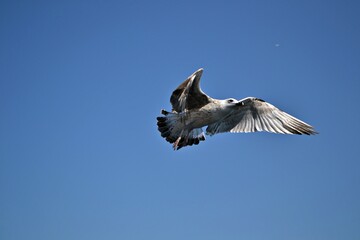 pelican in flight