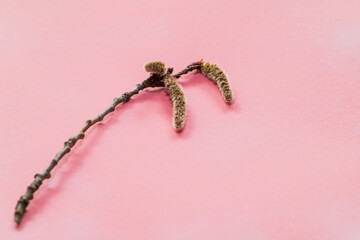 Willow twig - Salix caprea on a light background