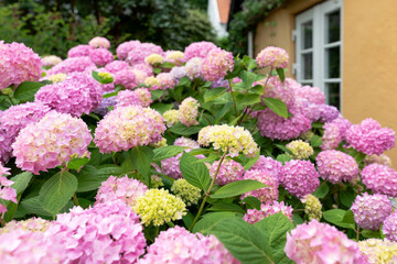 Obraz premium Pink hydrangea bushes in full bloom in a garden with a white fence