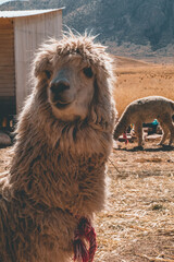 Peruvian llama
