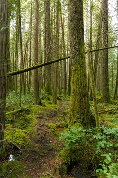 Mossy Forest Trail On Cortes Island BC