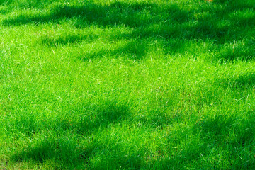 Naklejka na ściany i meble bright green grass background in a city park on a sunny day, tree shadows on the lawn