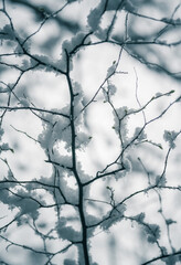 snow covered branches of tree