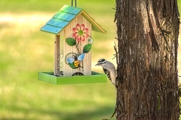 Wild bird eats seed from a bird feeder.