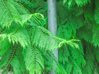 naturaleza de cemento