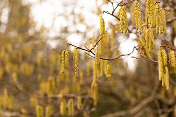 Catkins hanging from a california hazel tree
