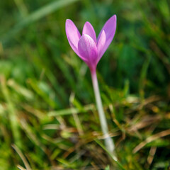 Fototapeta premium Autumn Crocus Flower