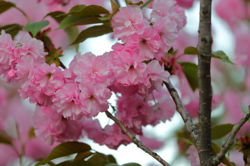 Beautiful branch of the blossoming sakura with pink flowers. Cherry blossoms blooming. Nature spring background.