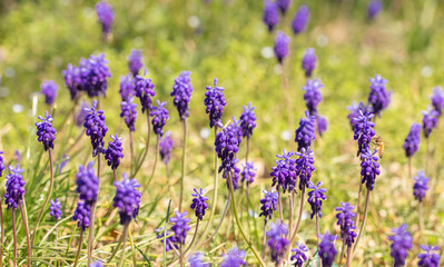 Obraz premium Bee on a Bluebonnets in a Field