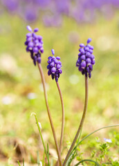 Lovely Bluebonnets in a Field