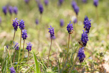 Bee on a Bluebonnets in a Field