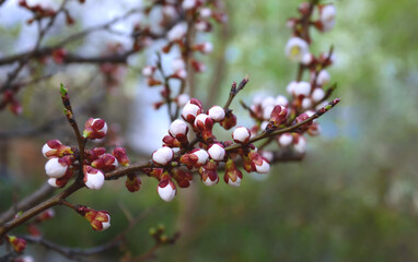 flowering cherry branch